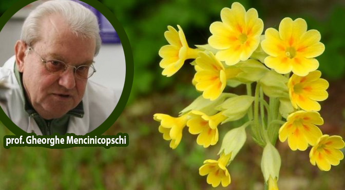 dr menci